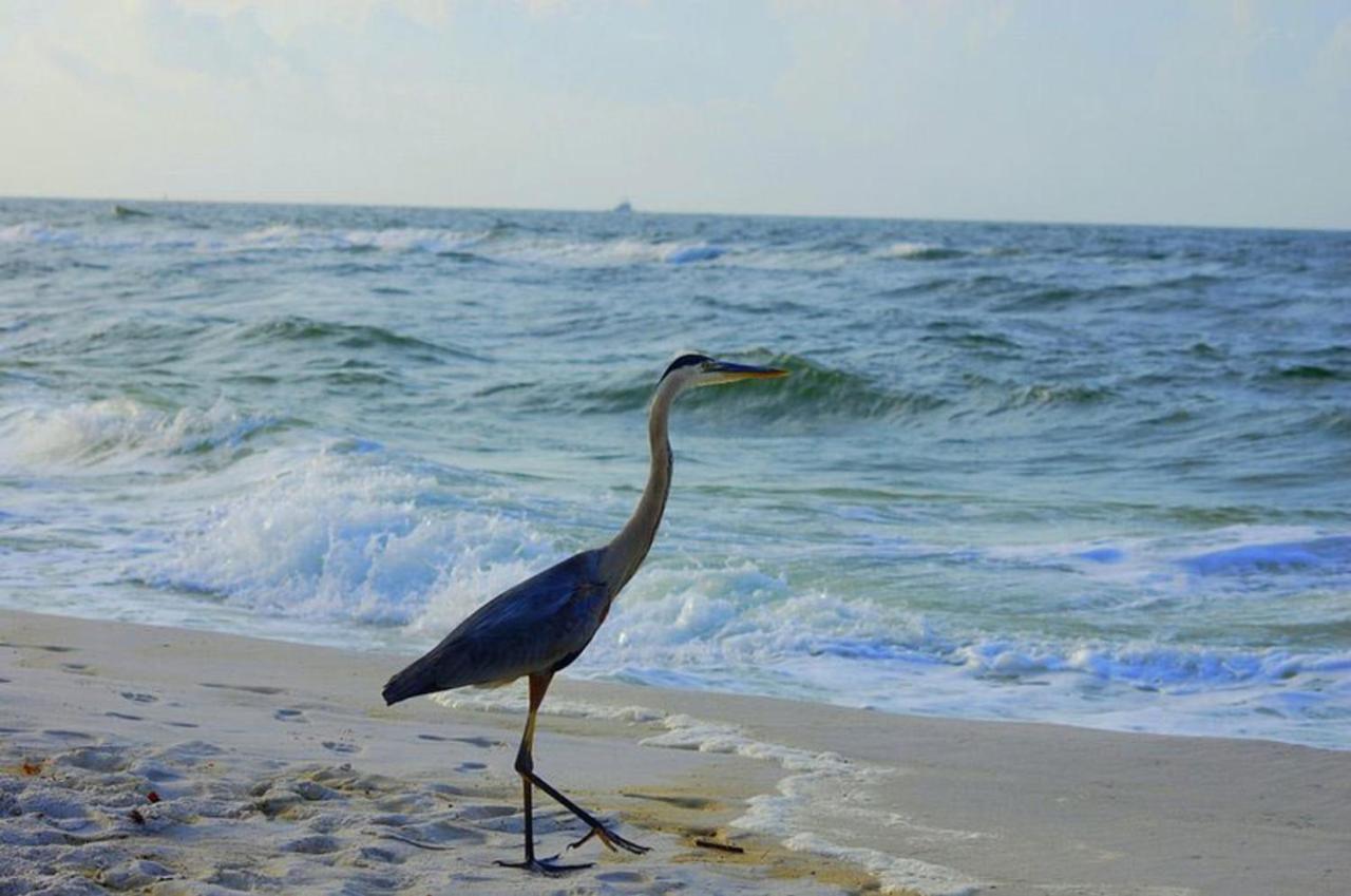 Tropical Winds 403: Beachfront Oasis With Pool And Fitness